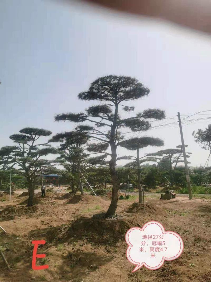 造型油松