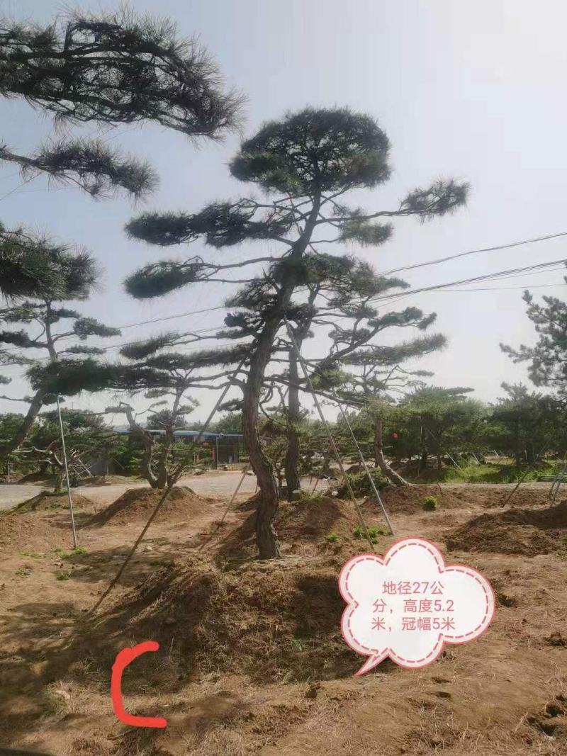 造型油松