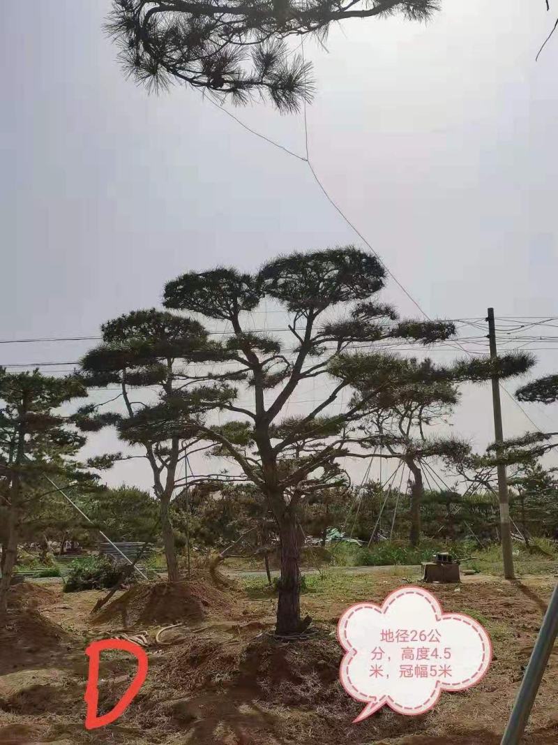造型油松