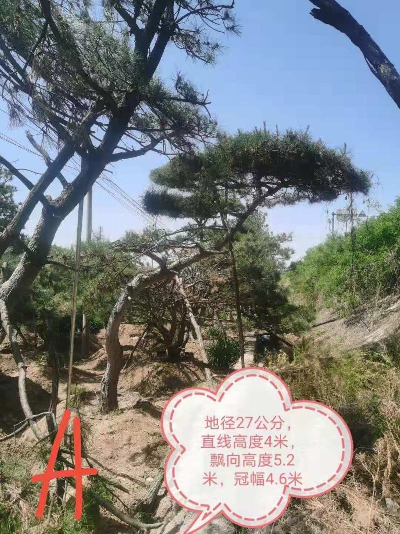 造型油松