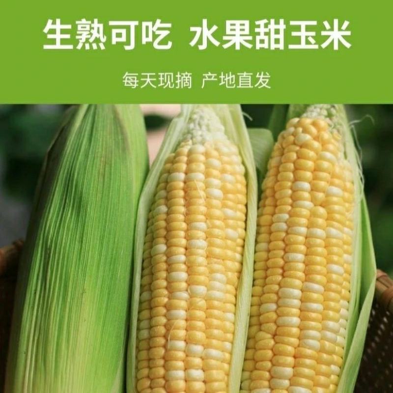 云南新鲜水果玉米商超市场电商一件代发精品甜玉米当季蔬菜