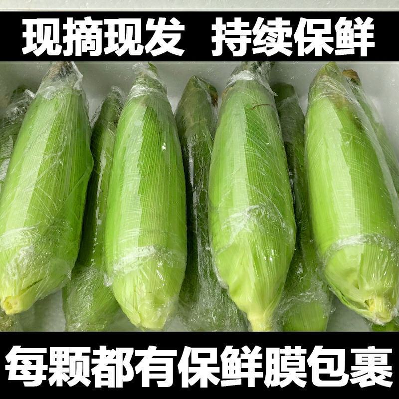 云南新鲜水果玉米商超市场电商一件代发精品甜玉米当季蔬菜