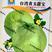 台湾青玉甜宝甜瓜种子羊早熟薄皮甜瓜种子绿宝石甜宝香瓜种