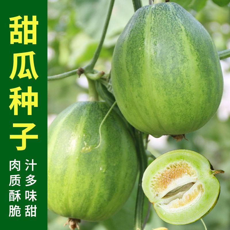 台湾青玉甜宝甜瓜种子羊早熟薄皮甜瓜种子绿宝石甜宝香瓜种