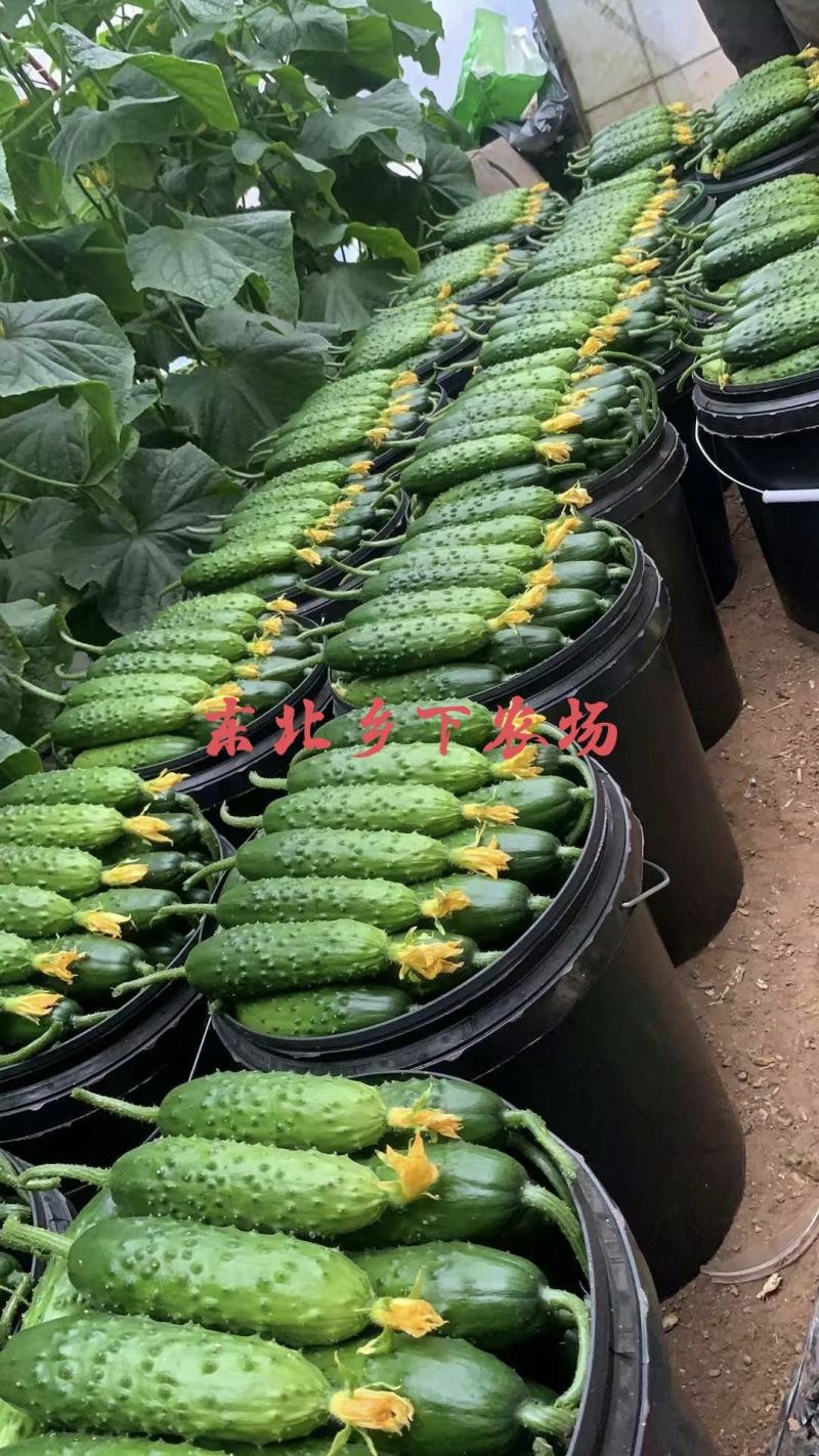 【五斤装】东北旱黄瓜现摘现发翠绿新鲜农家种植水果黄瓜包邮