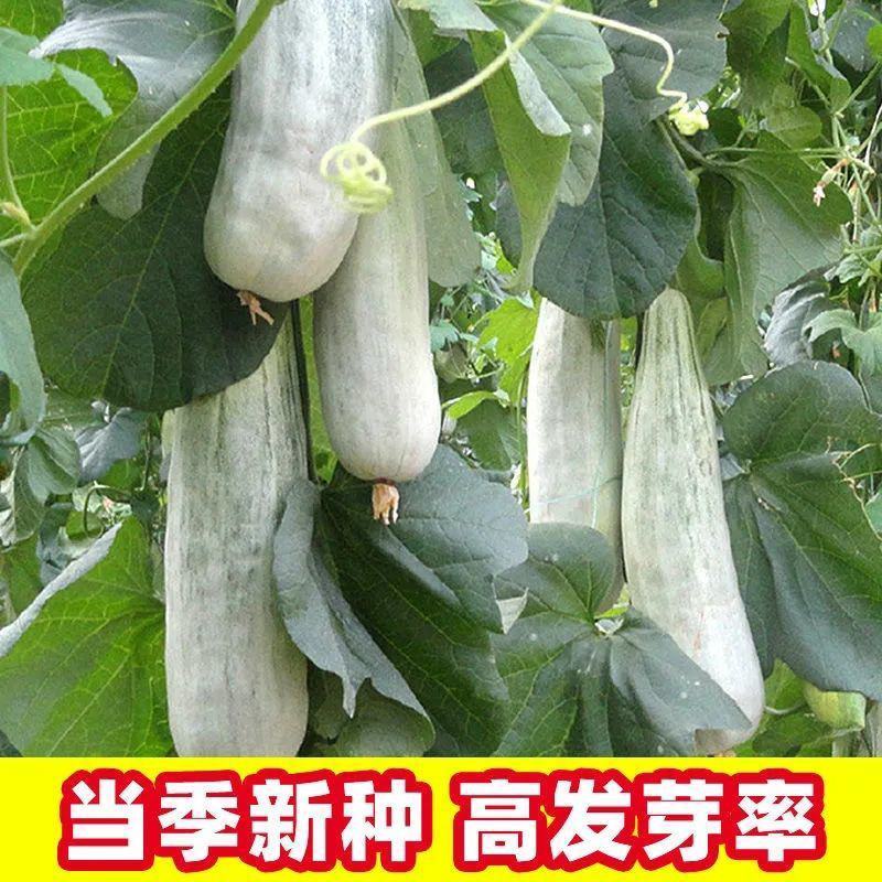 羊角酥羊角脆种子甜瓜籽羊角蜜甜瓜种子香瓜春季四季瓜果水果