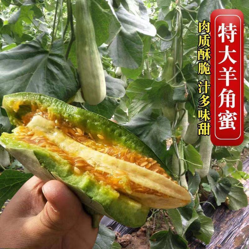 羊角酥羊角脆种子甜瓜籽羊角蜜甜瓜种子香瓜春季四季瓜果水果