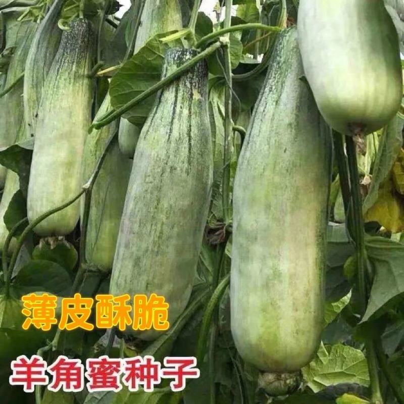 羊角酥羊角脆种子甜瓜籽羊角蜜甜瓜种子香瓜春季四季瓜果水果
