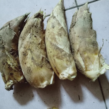 新鲜毛笋现挖竹笋