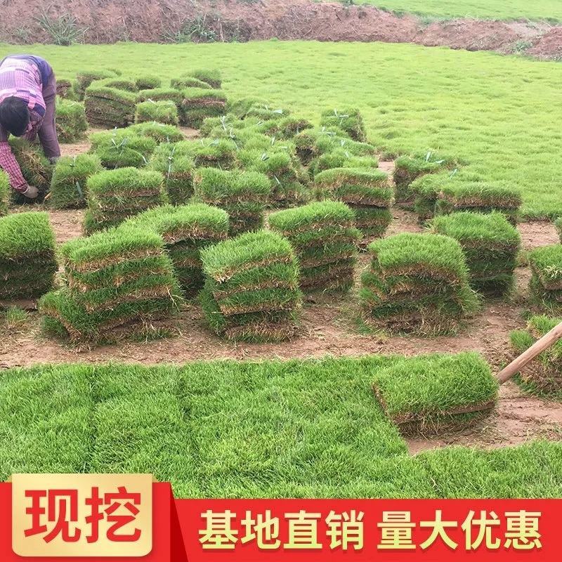 沁园春精品马尼拉草皮草卷基地直销品质保证量大从优