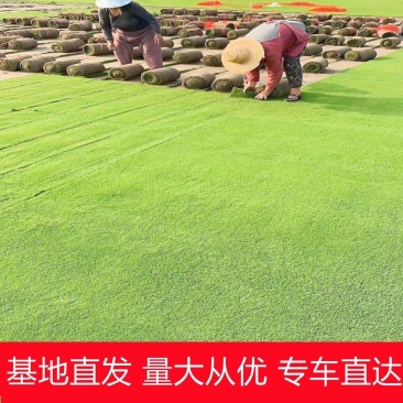 沁园春精品马尼拉草皮草卷基地直销品质保证量大从优