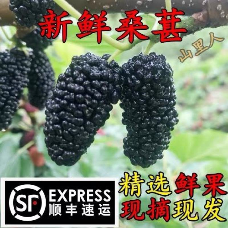 四川大凉山黑桑葚黑果桑原产地直发可视频看货现采现发