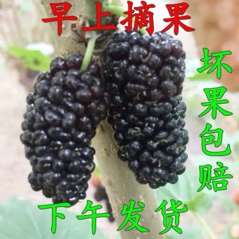 四川大凉山黑桑葚黑果桑原产地直发可视频看货现采现发