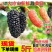 四川大凉山黑桑葚黑果桑原产地直发可视频看货现采现发