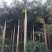 福建大王椰子树产地批发价格8米高椰子树种植基地苗农直销