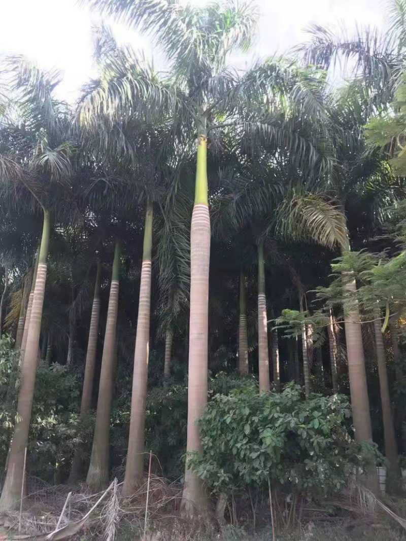 福建大王椰子树产地批发价格8米高椰子树种植基地苗农直销