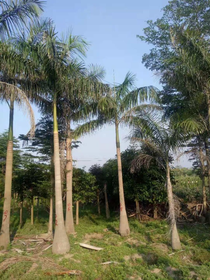 大王椰子各种规格现货漳州大王椰子种植基地农户低价直销批发