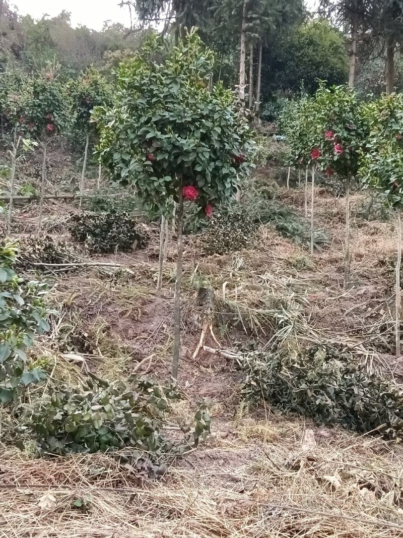 绿化.工地.庭院.茶花树四季常青植物耐热耐寒花美