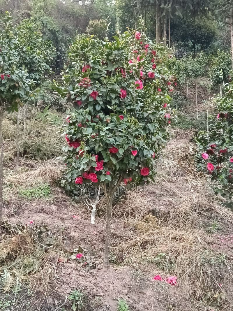 绿化.工地.庭院.茶花树四季常青植物耐热耐寒花美