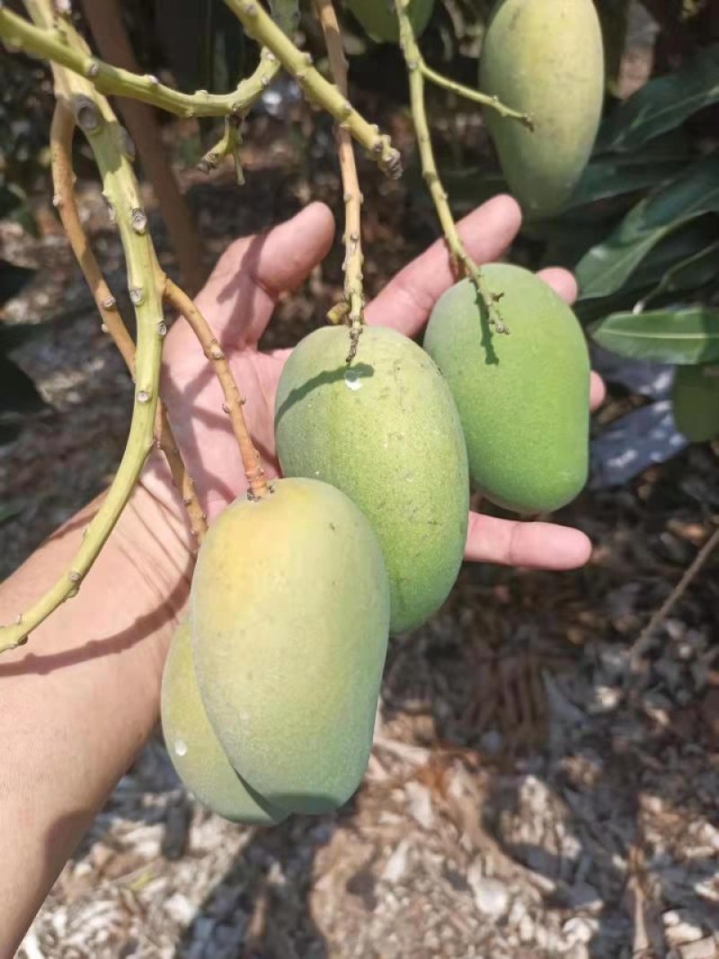 优质芒果