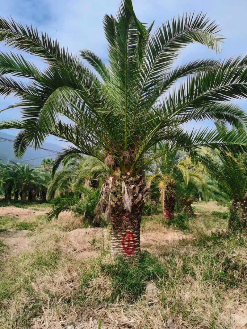 杆高4米的精品加拿利海枣漳州加拿利海枣基地苗农现货批发