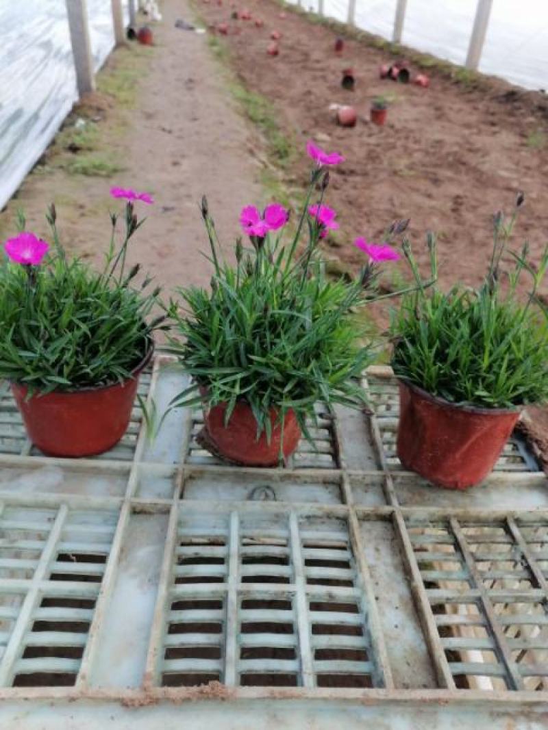 欧石竹欧石竹基地供应需要的联系我基地供应一手货源