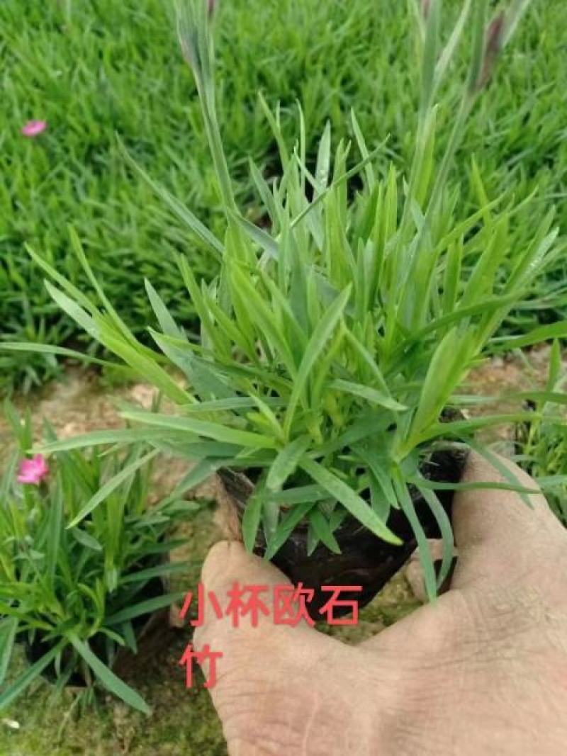 欧石竹欧石竹基地供应需要的联系我基地供应一手货源