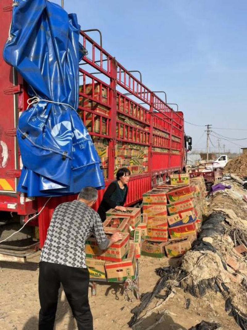 欧石竹欧石竹基地供应需要的联系我基地供应一手货源