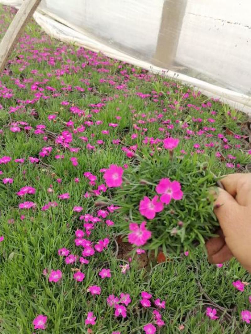 欧石竹欧石竹基地供应需要的联系我基地供应一手货源