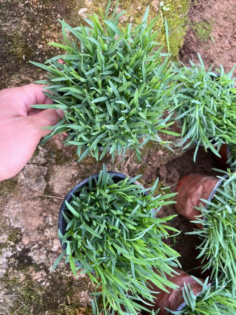 欧石竹欧石竹基地供应需要的联系我基地供应一手货源