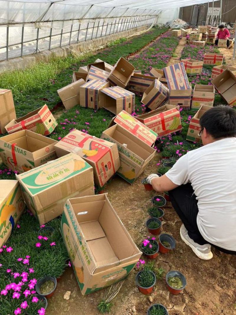 欧石竹欧石竹基地供应需要的联系我基地供应一手货源