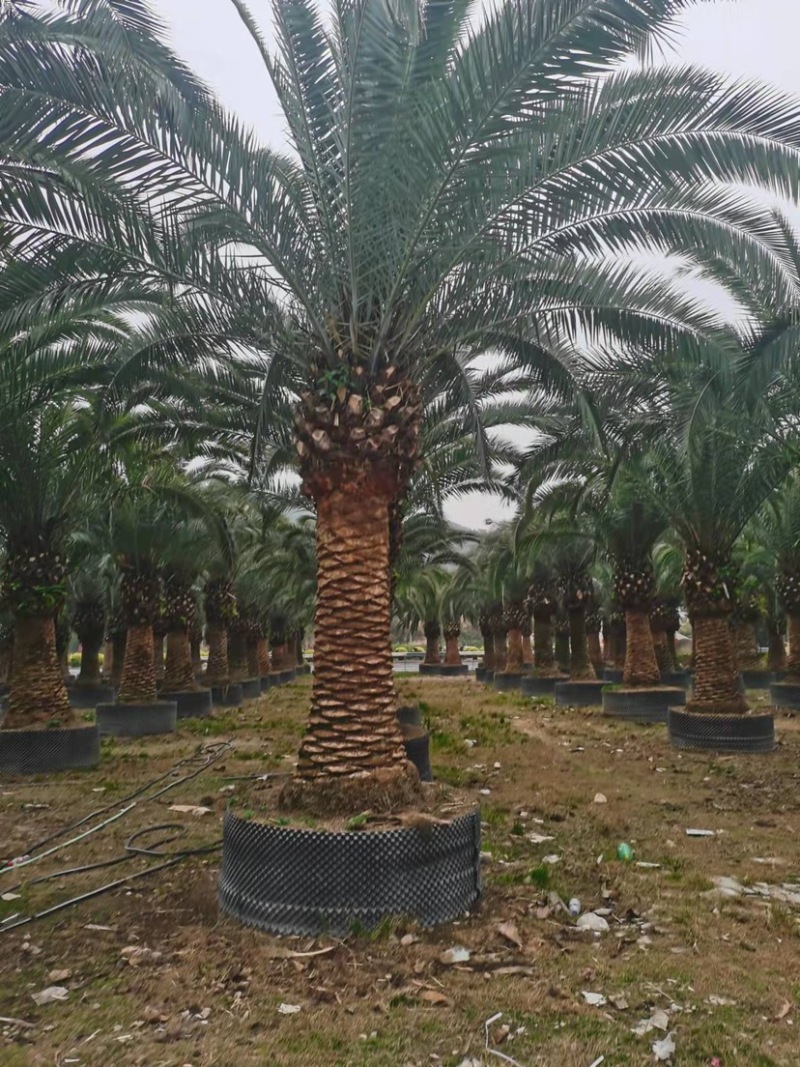 杆高4米的精品加拿利海枣漳州加拿利海枣基地苗农现货批发