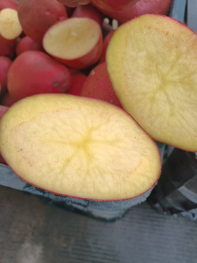 红皮黄心土豆品质保证产地直销欢迎选购