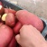 红皮黄心土豆品质保证产地直销欢迎选购