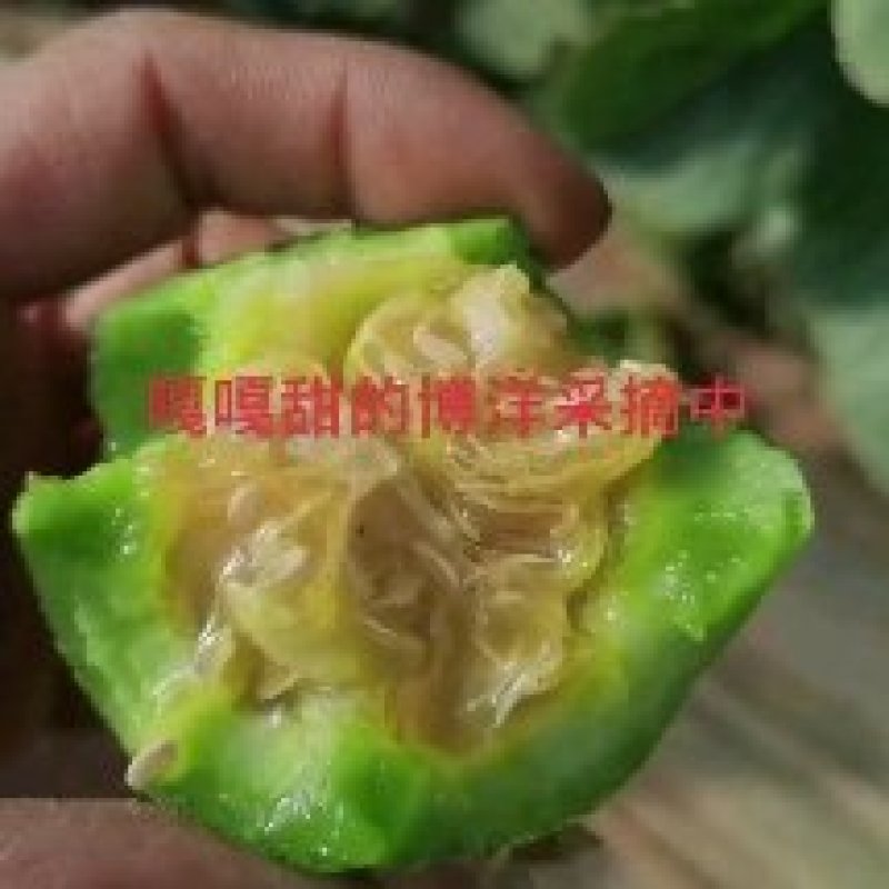 博洋系列甜瓜产地直发，源头直採电微商，市场批发