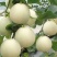 超甜白沙蜜甜瓜种籽春秋季高产薄皮特大白皮香瓜种子四季水果