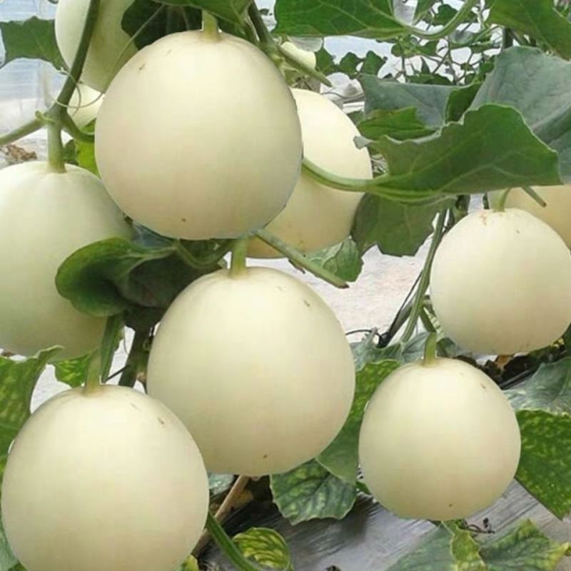 超甜白沙蜜甜瓜种籽春秋季高产薄皮特大白皮香瓜种子四季水果
