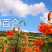 甘肃兰州甜百合种球批发全国发货，兰州地头价，质量保证
