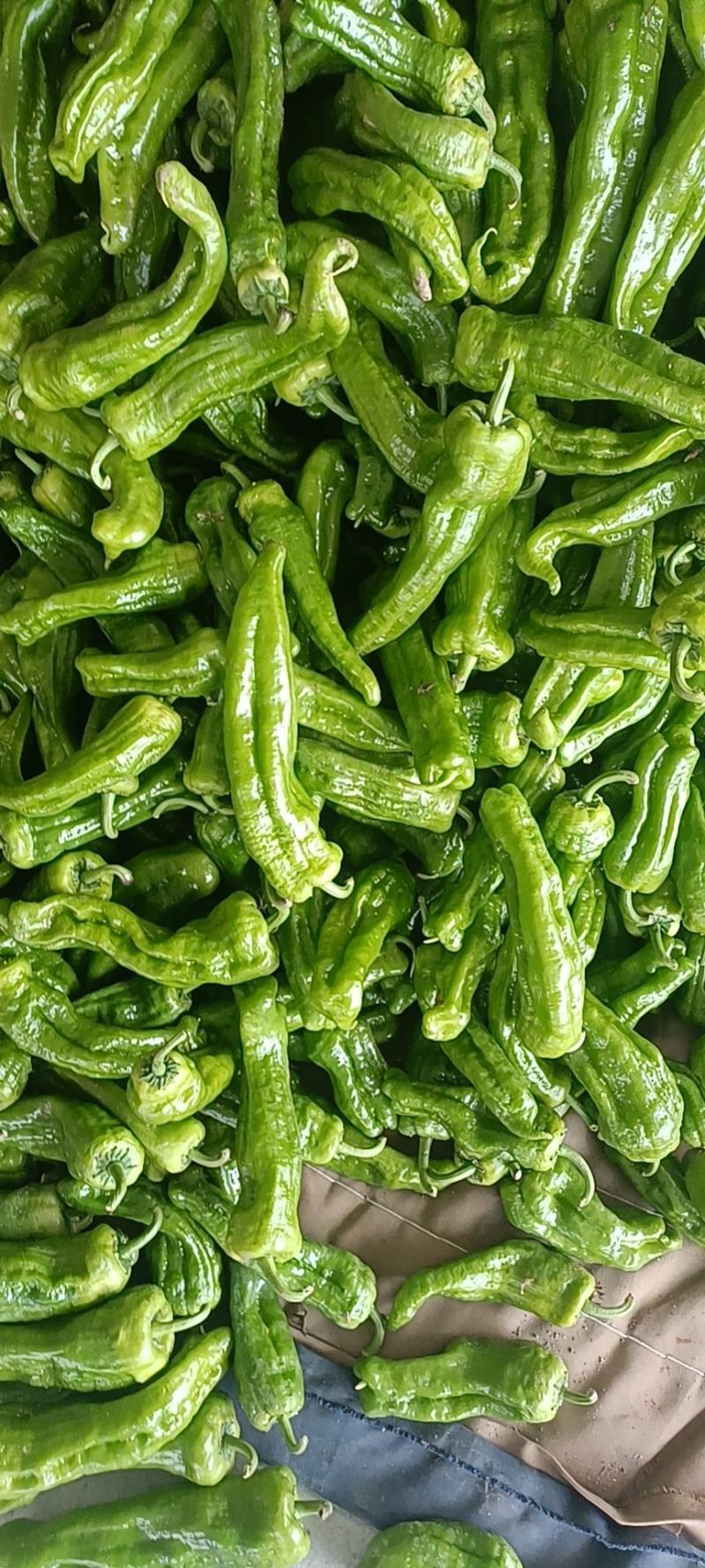 鲜辣椒