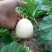 原种白沙蜜甜瓜种籽特大薄皮甜瓜白皮香瓜种子甜水果种孑原装