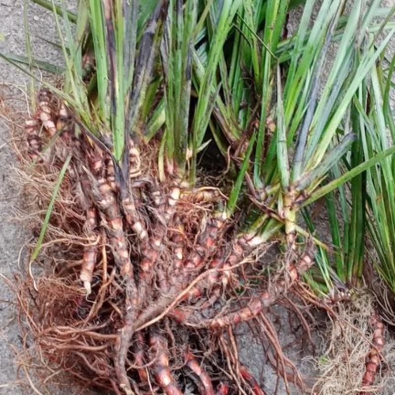 湖北大别山石菖蒲种苗，特大根茎种苗1公分以上根茎