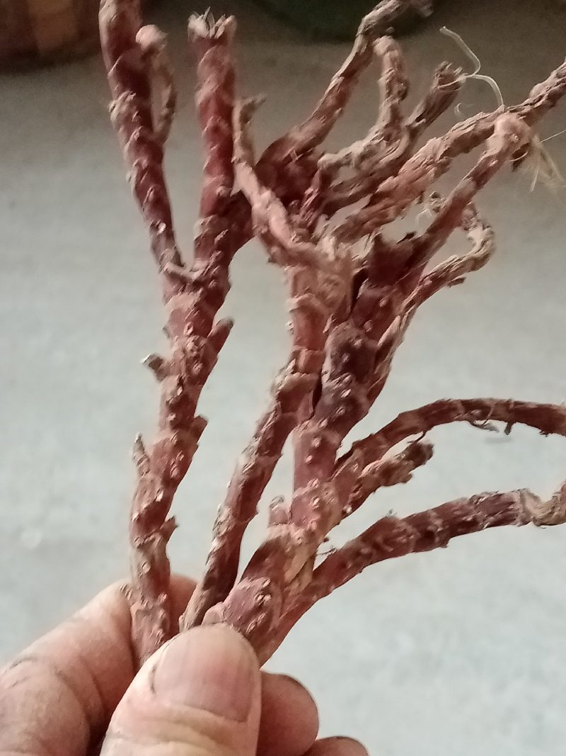 湖北大别山石菖蒲种苗粉质中宽叶，分苗，大块茎苗