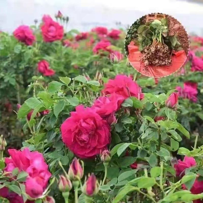 【食用玫瑰苗】云南玫瑰种苗食用玫瑰四季开花易成活