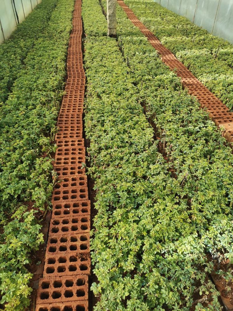 【食用玫瑰苗】云南玫瑰种苗食用玫瑰四季开花易成活