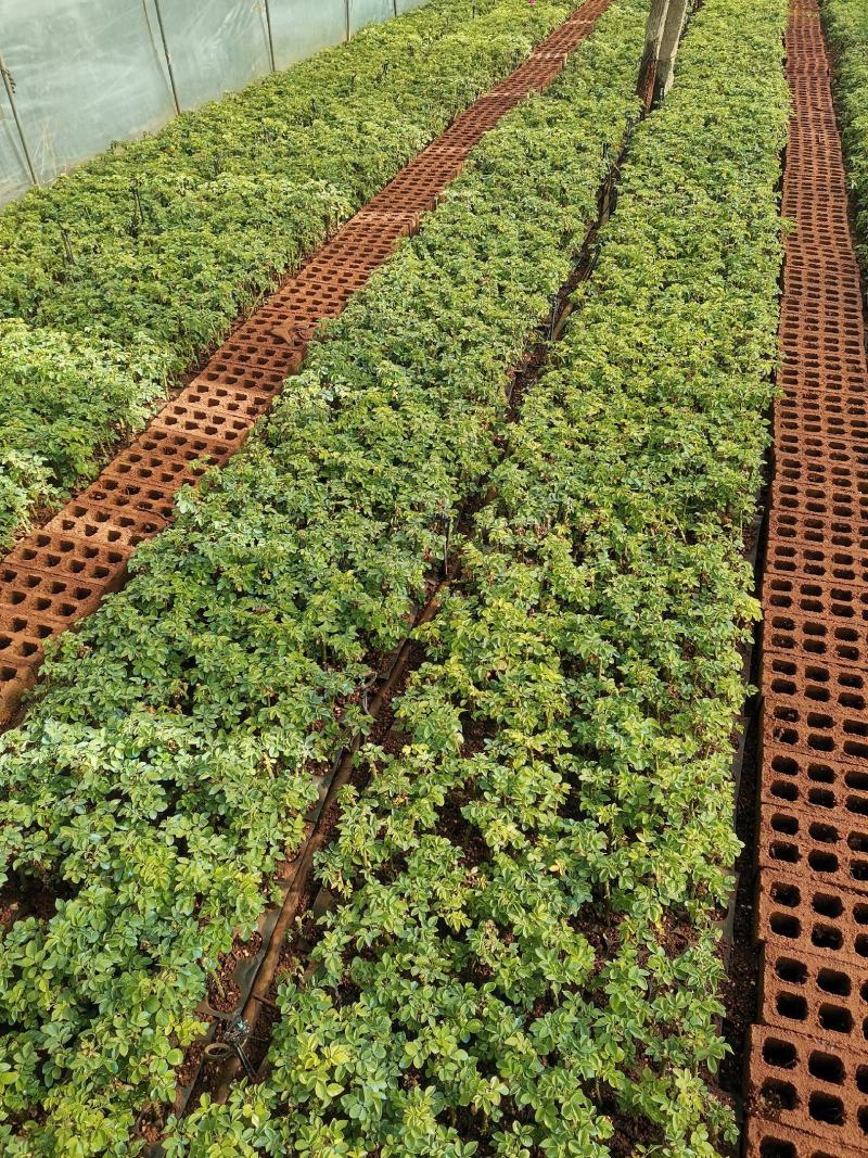 【食用玫瑰苗】云南玫瑰种苗食用玫瑰四季开花易成活