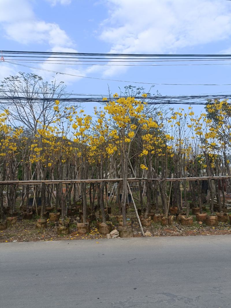 多花黄花风铃木截杆移植袋苗骨架移植袋苗全冠移植苗都有需要