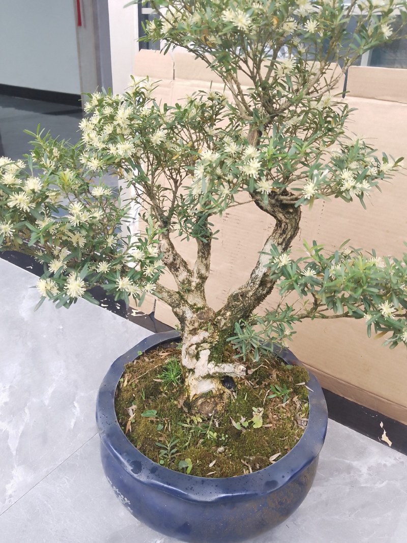 十大功劳，米叶黄杨，杜鹃，罗汉松，九里香，清香木，山香木