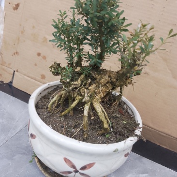 十大功劳，米叶黄杨，杜鹃，罗汉松，九里香，清香木，山香木