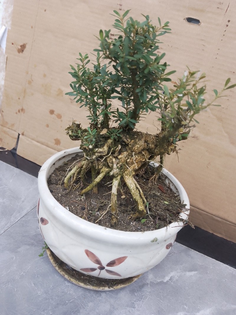十大功劳，米叶黄杨，杜鹃，罗汉松，九里香，清香木，山香木