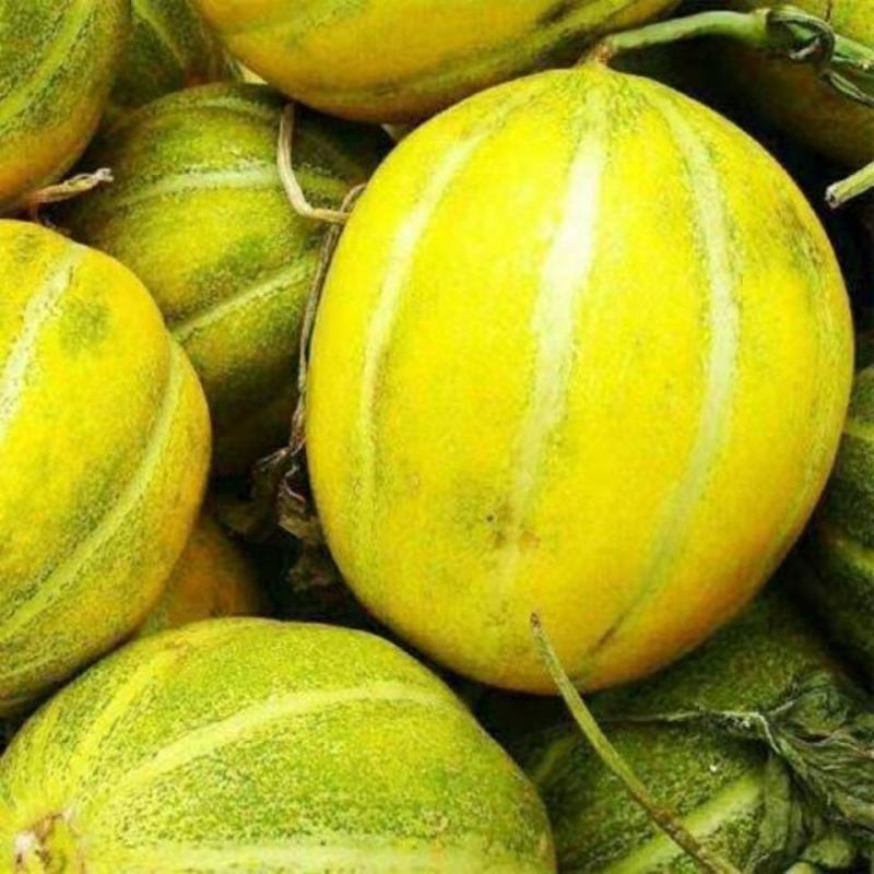 落花甜甜瓜种子农田菜地种植早熟口感香甜高糖甜瓜籽香瓜种